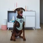 Premium Comfort Herringbone Harness | Non Restrictive - Elegant Cream — изображение 12